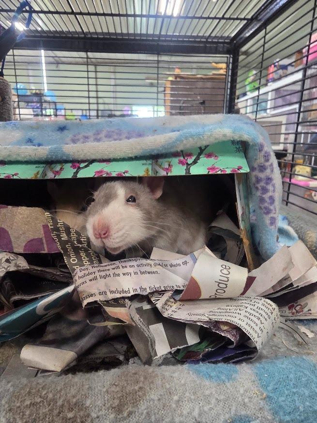 Enlarge Edd "Double D, a Adoptable Rat in CRYSTAL LAKE, IL image 3/3