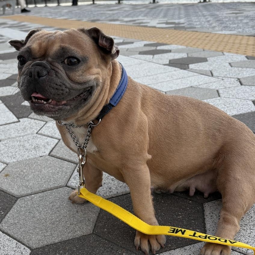 Enlarge Bella, a Adoptable mixed breed in New York, NY image 2/6