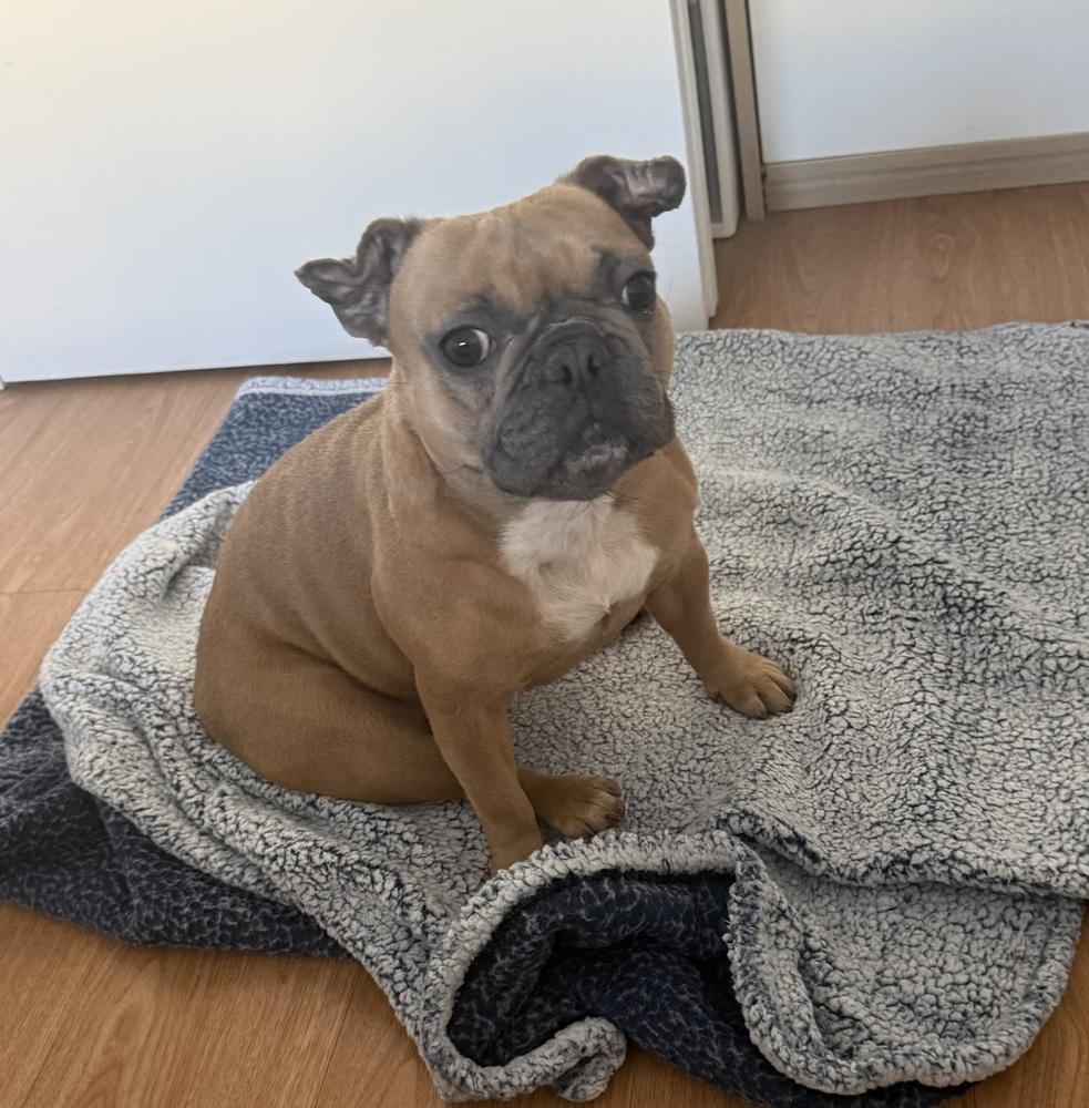Enlarge Bella, a Adoptable mixed breed in New York, NY image 3/6