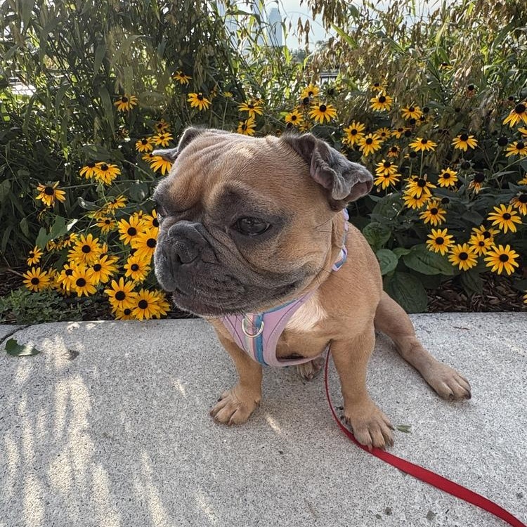 Enlarge Bella, a Adoptable mixed breed in New York, NY image 5/6