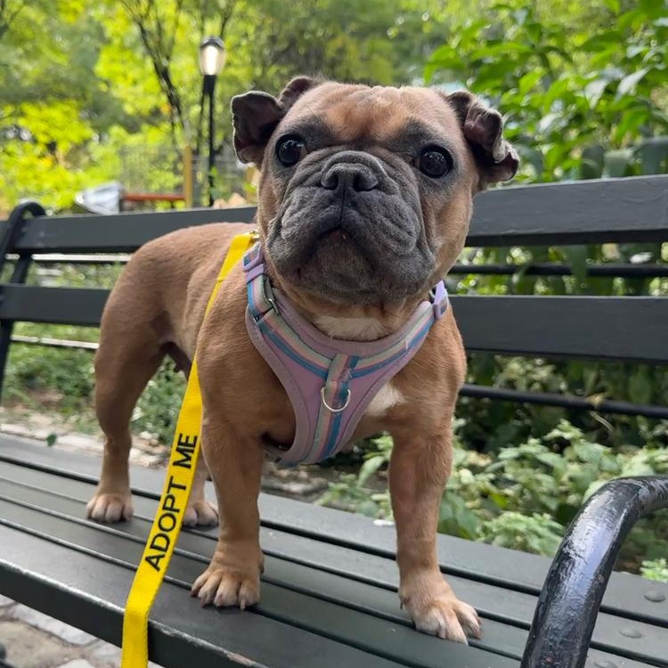 Bella, Adoptable, Young Female French Bulldog & Pug.