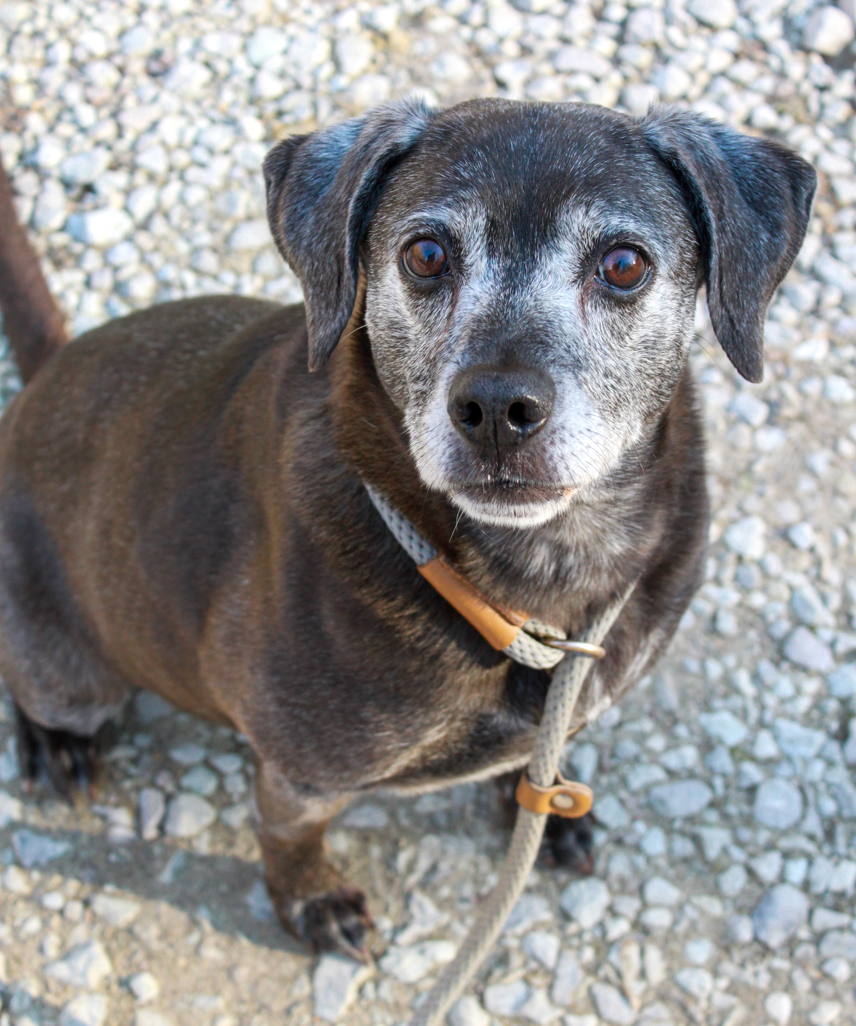 Sadie, Adoptable, Senior Female Labrador Retriever.