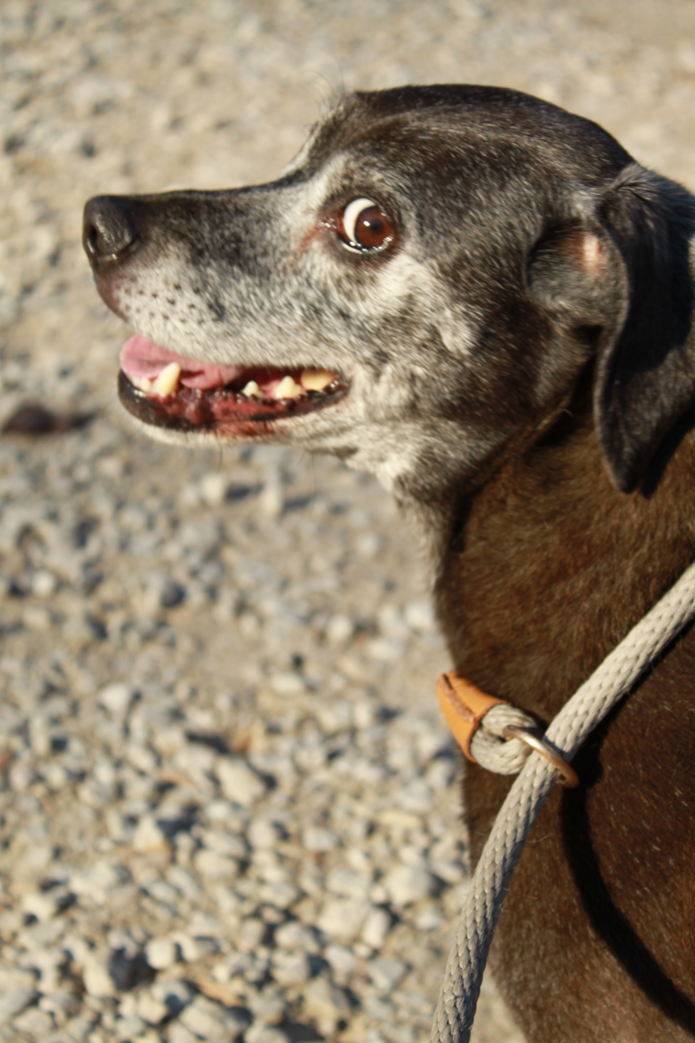 Enlarge Sadie, a Adoptable mixed breed in Ona, WV image 4/5