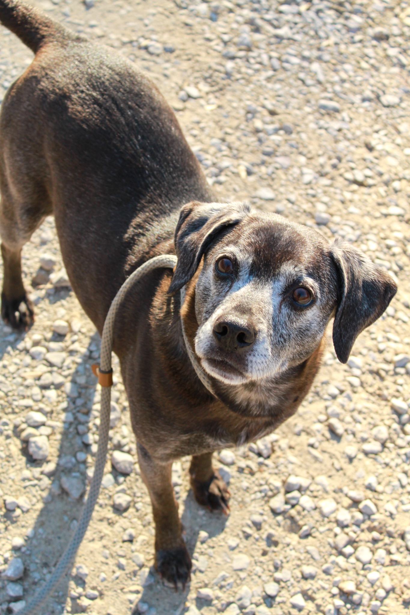 Enlarge Sadie, a Adoptable mixed breed in Ona, WV image 5/5