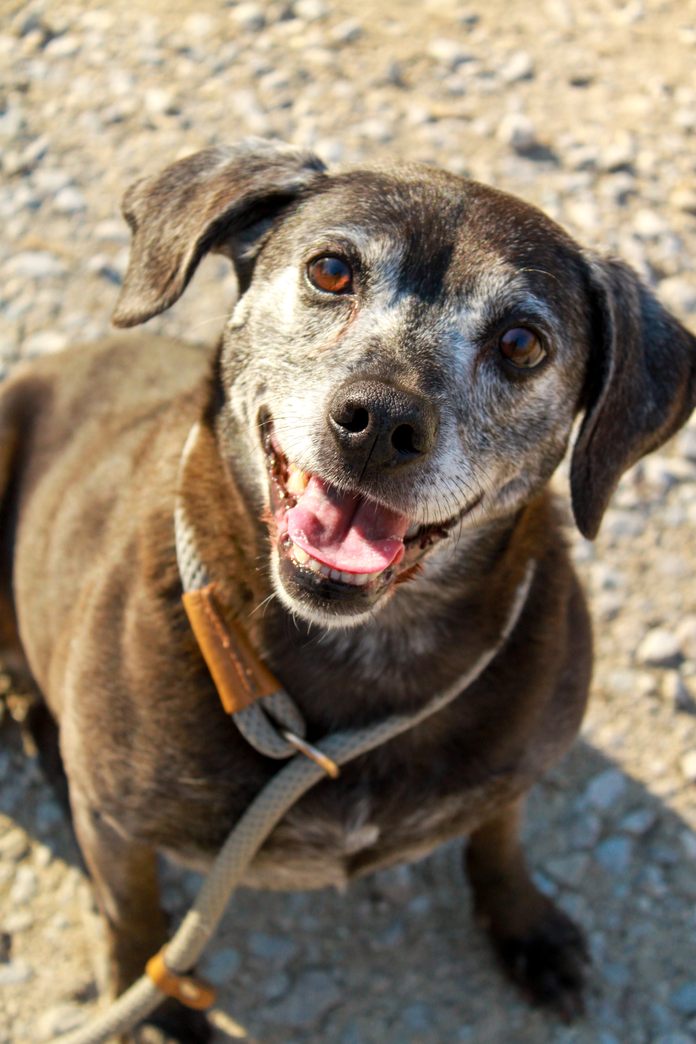 Enlarge Sadie, a Adoptable mixed breed in Ona, WV image 3/5
