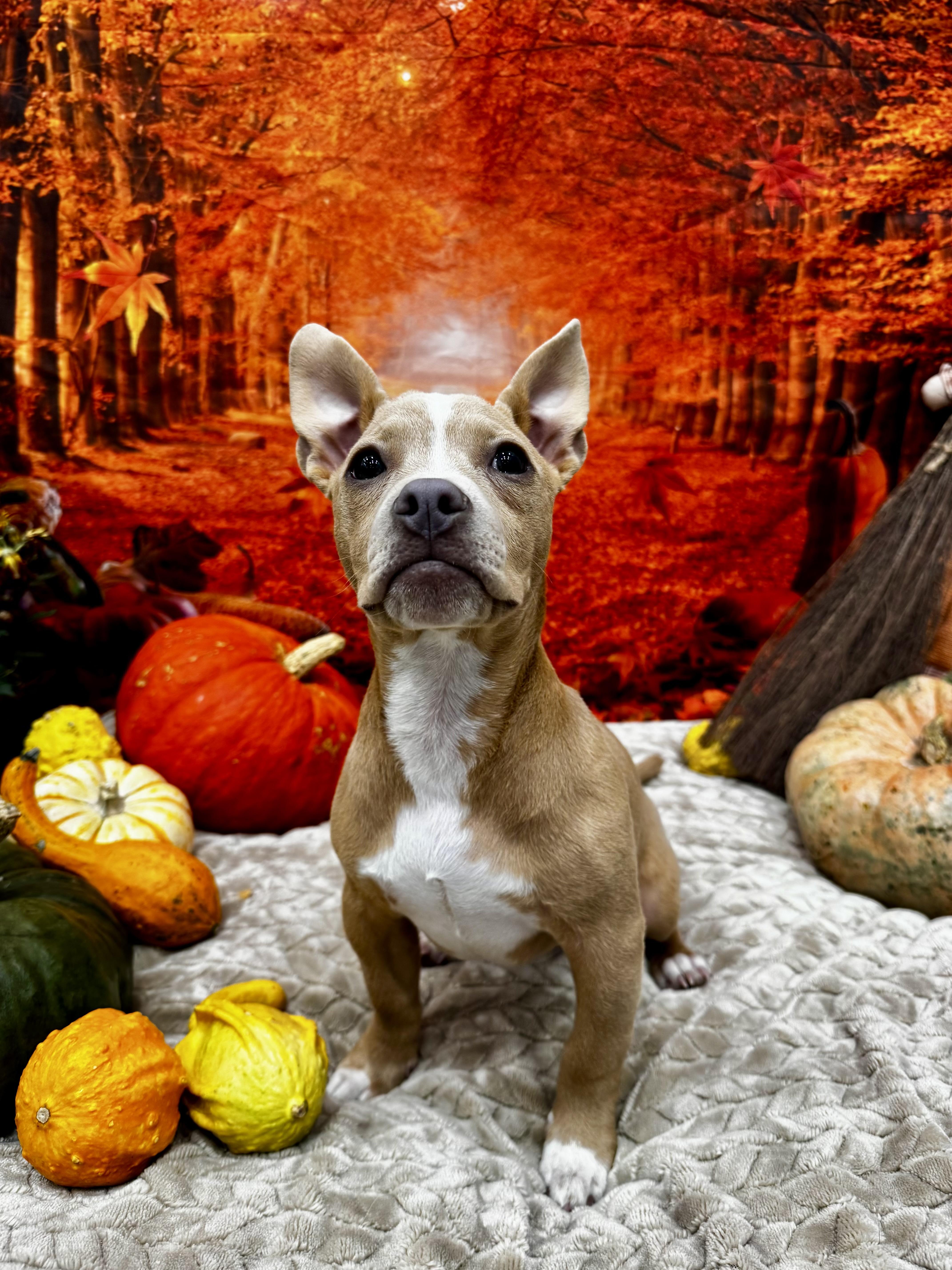 Loki, adopted, Puppy Male American Staffordshire Terrier & Chihuahua.