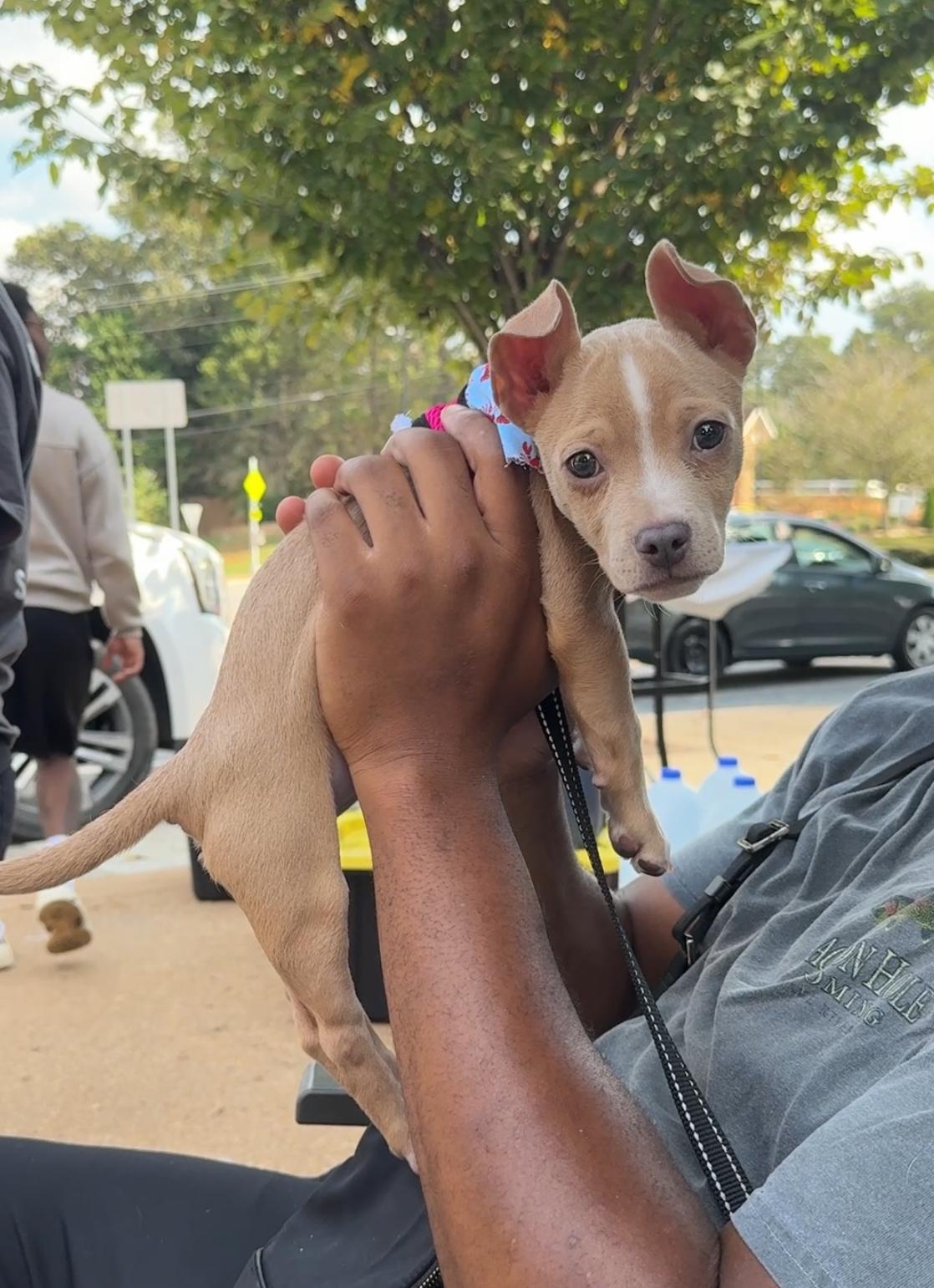 Loki, an adopted mixed breed in Roswell, GA image 2/4
