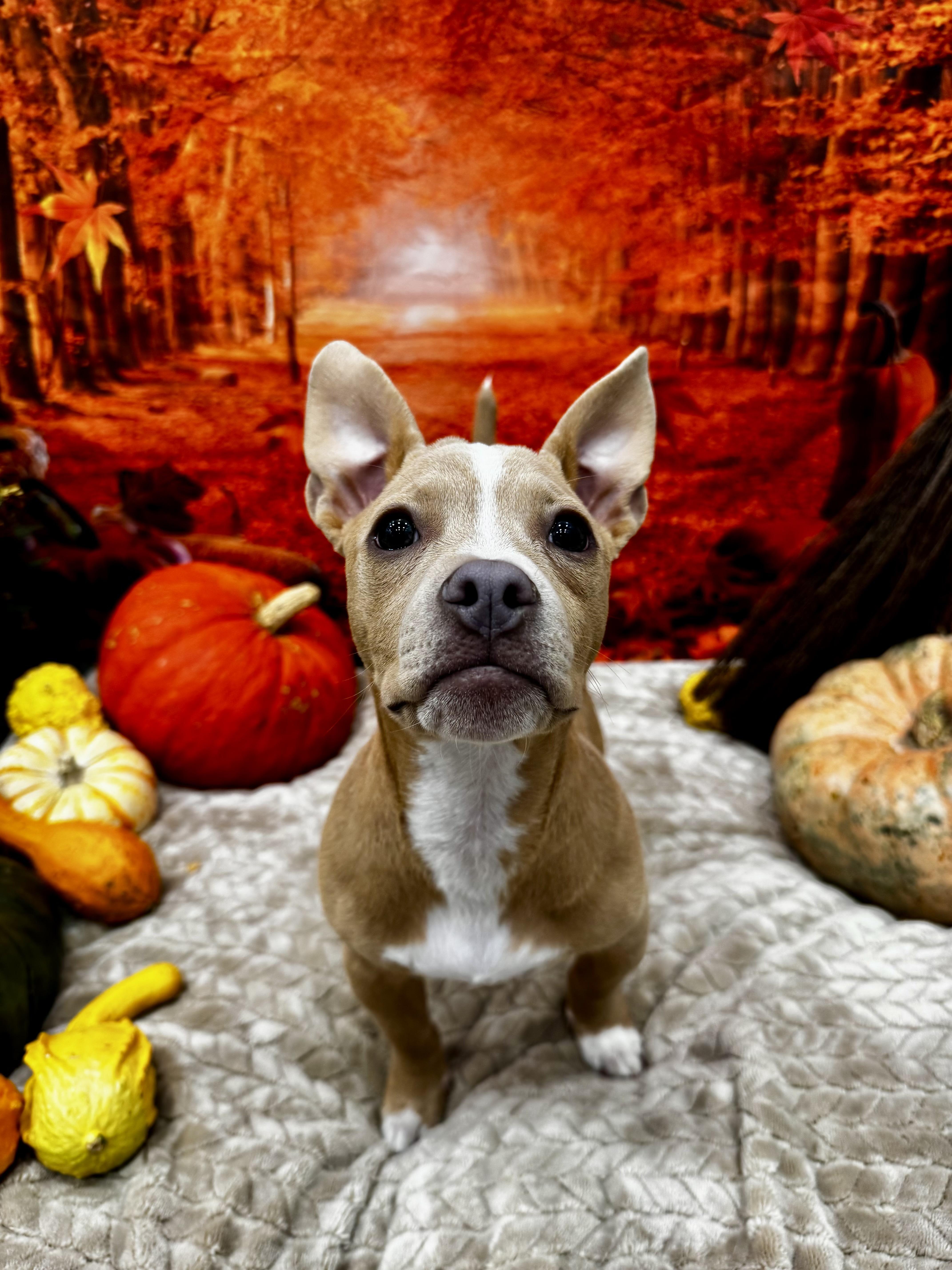 Loki, an adopted mixed breed in Roswell, GA image 3/4