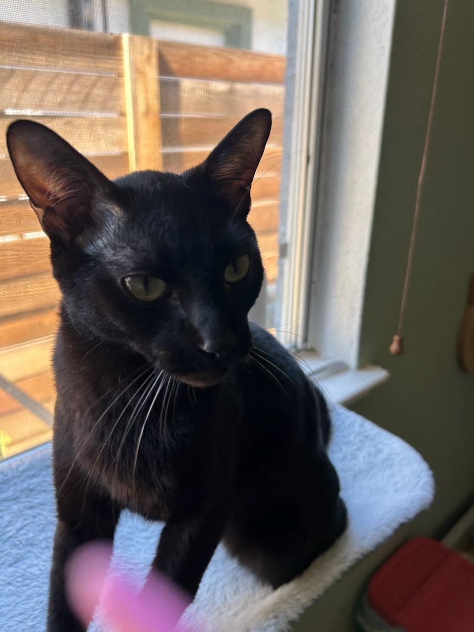 Enlarge Nacho - Egypt, an adopted mixed breed in Sacramento, CA image 4/4