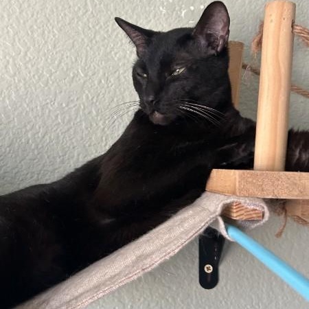 Enlarge Nacho - Egypt, an adopted mixed breed in Sacramento, CA image 1/4