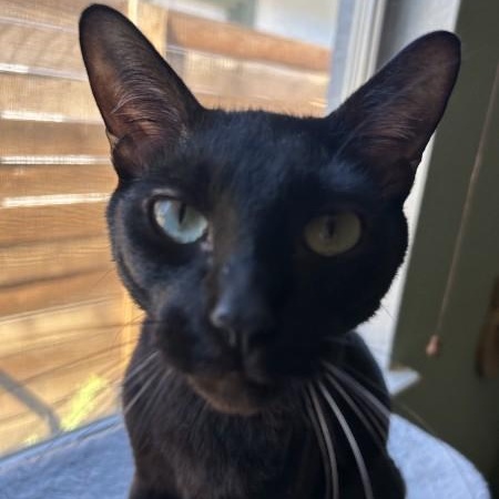 Enlarge Nacho - Egypt, an adopted mixed breed in Sacramento, CA image 2/4