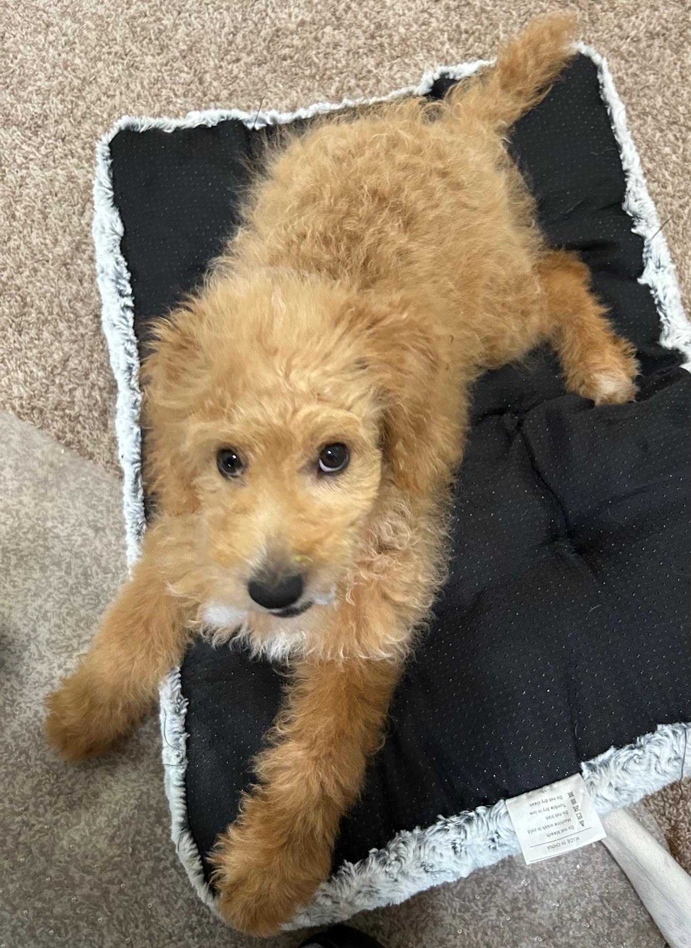 Enlarge Beckett, an adoptable Poodle in Orlando, FL image 2/2