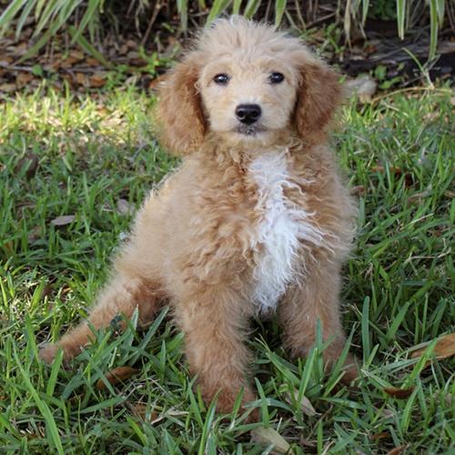 Beckett, adoptable, Young Male Poodle.