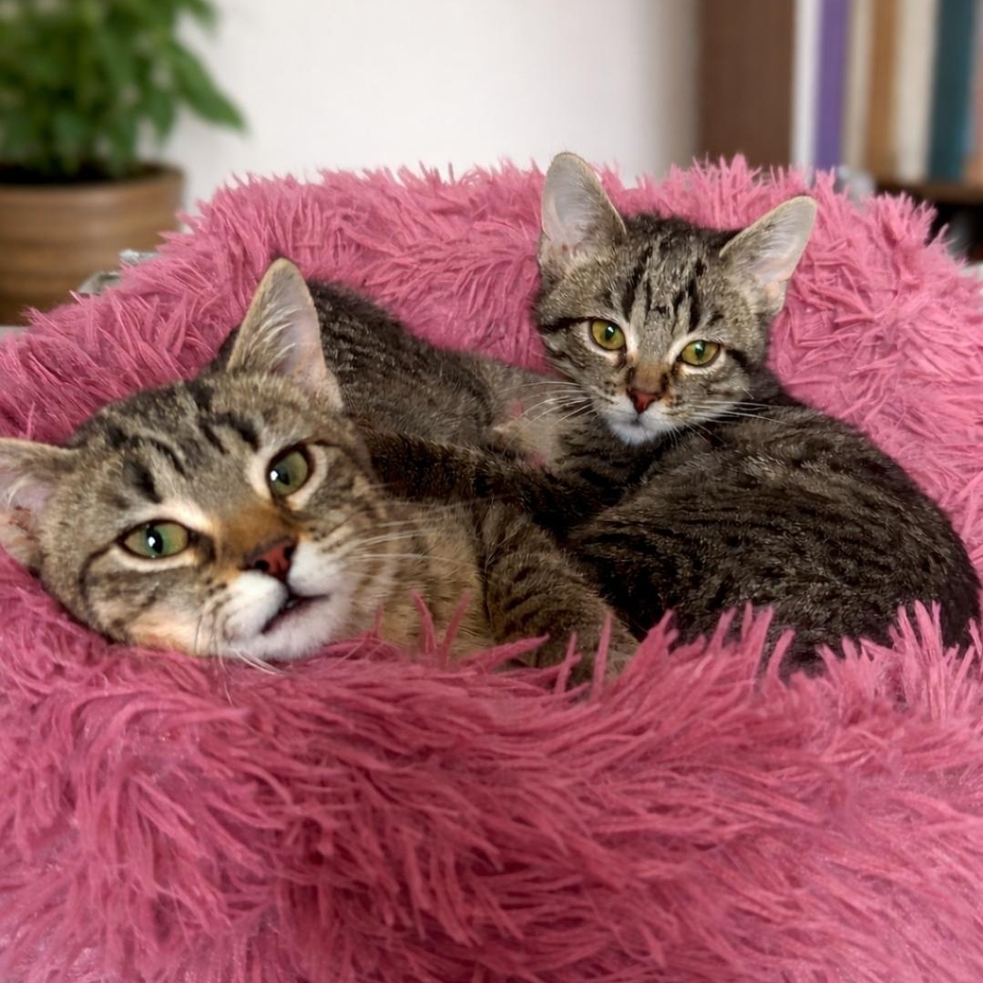 Enlarge Penny (bonded with Carrie), a Adoptable Domestic Short Hair in Chicago, IL image 3/3