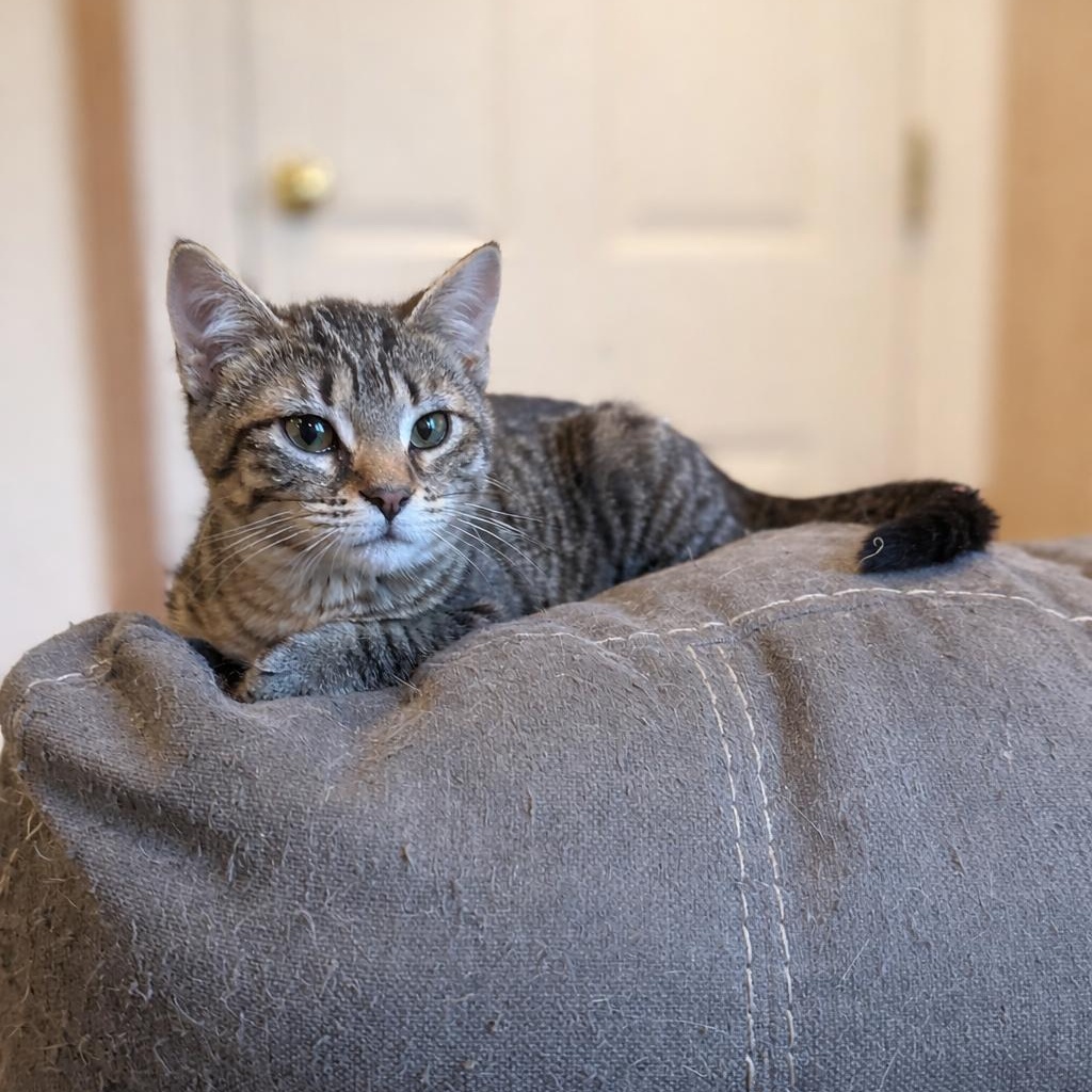 Penny, Adoptable, Kitten Female Domestic Short Hair.