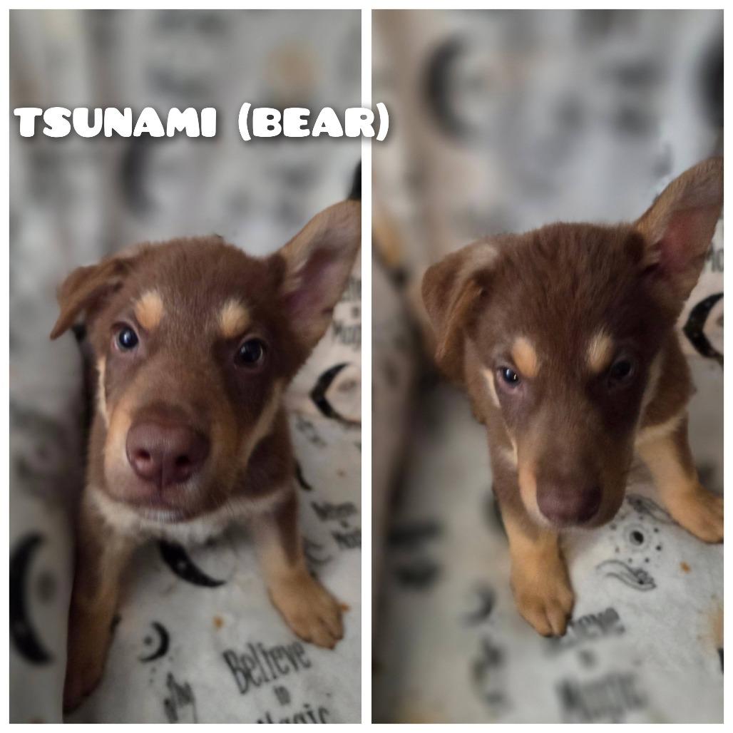 Enlarge Tsunami, a Adoptable German Shepherd Dog in Calimesa, CA image 1/4