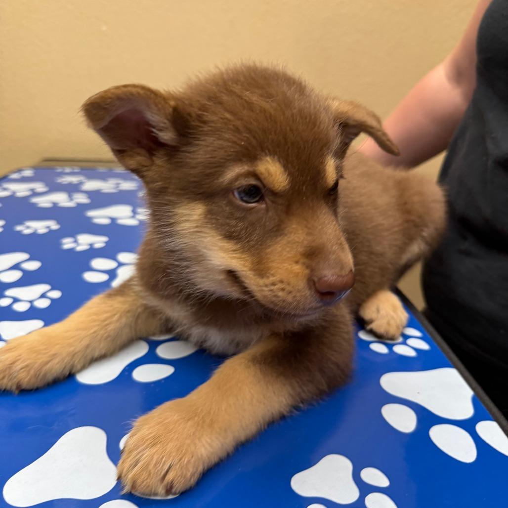 Enlarge Tsunami, a Adoptable German Shepherd Dog in Calimesa, CA image 2/4