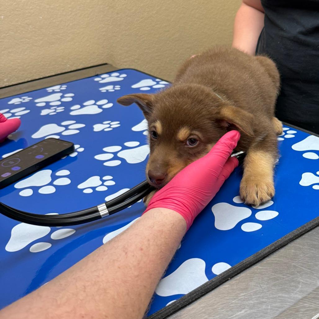 Enlarge Tsunami, a Adoptable German Shepherd Dog in Calimesa, CA image 3/4