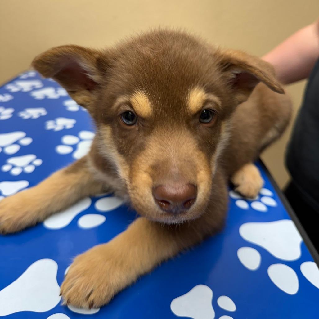 Enlarge Tsunami, a Adoptable German Shepherd Dog in Calimesa, CA image 4/4
