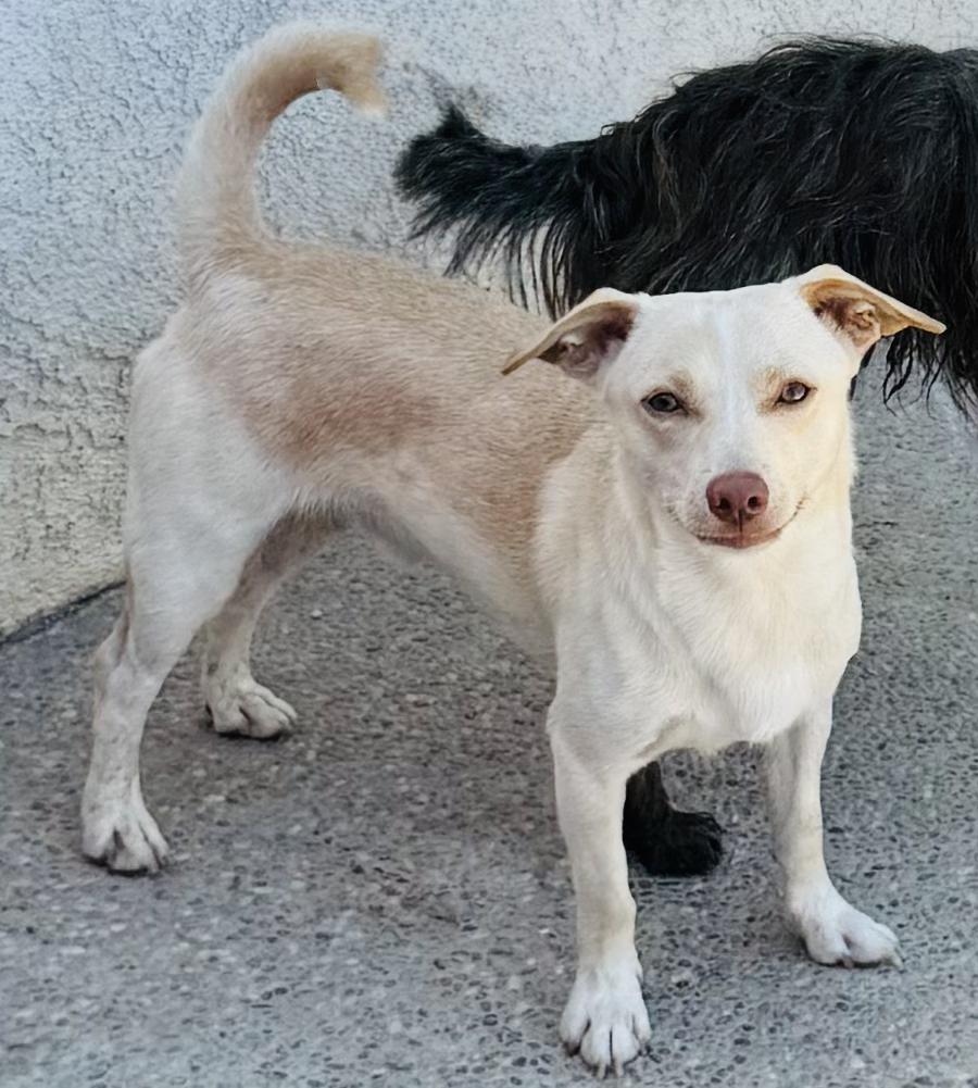 ROLLO, Adoptable, Adult Male Chiweenie.