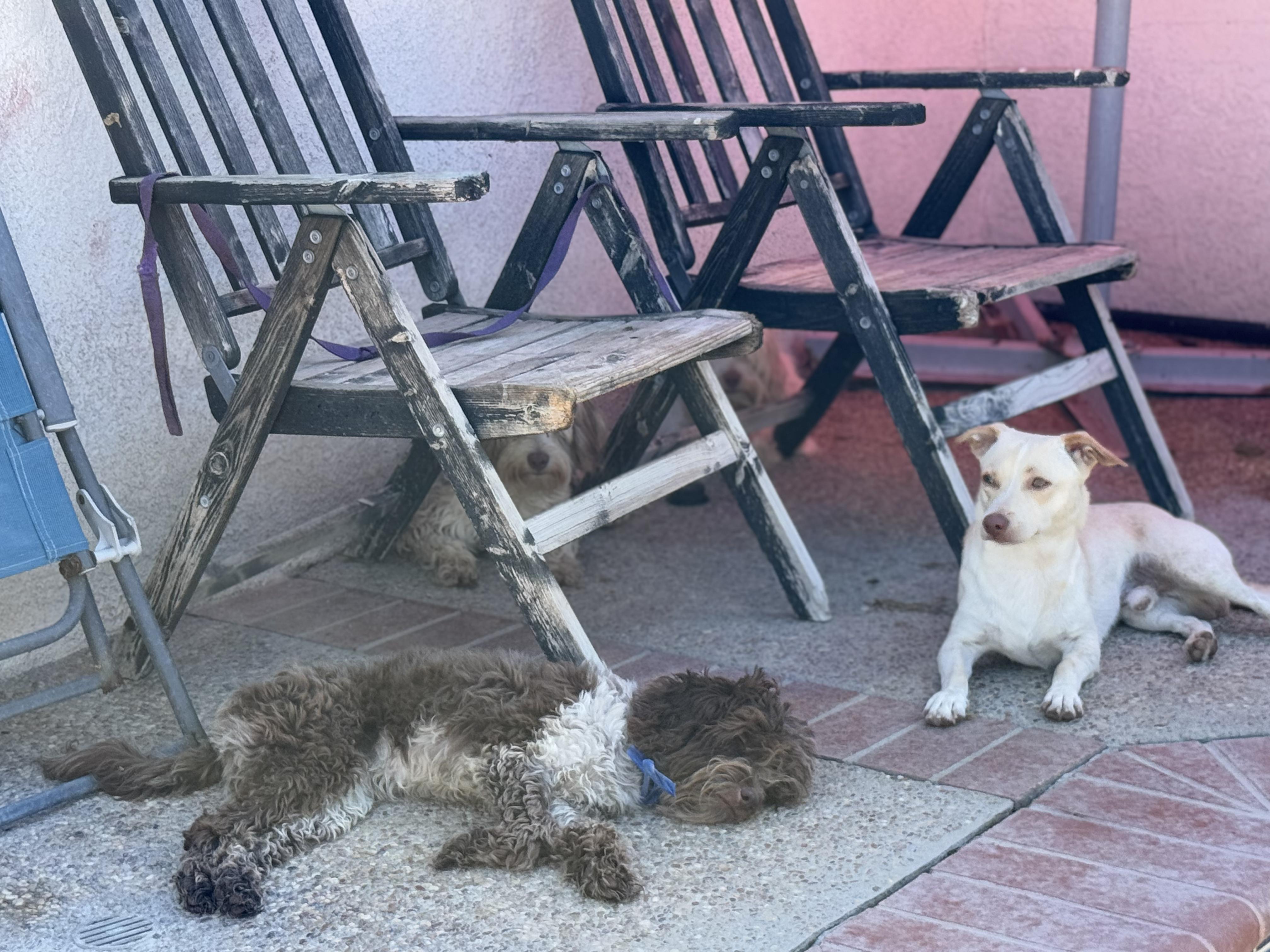 Enlarge ROLLO, a Adoptable Chiweenie in Woodland Hills, CA image 2/6