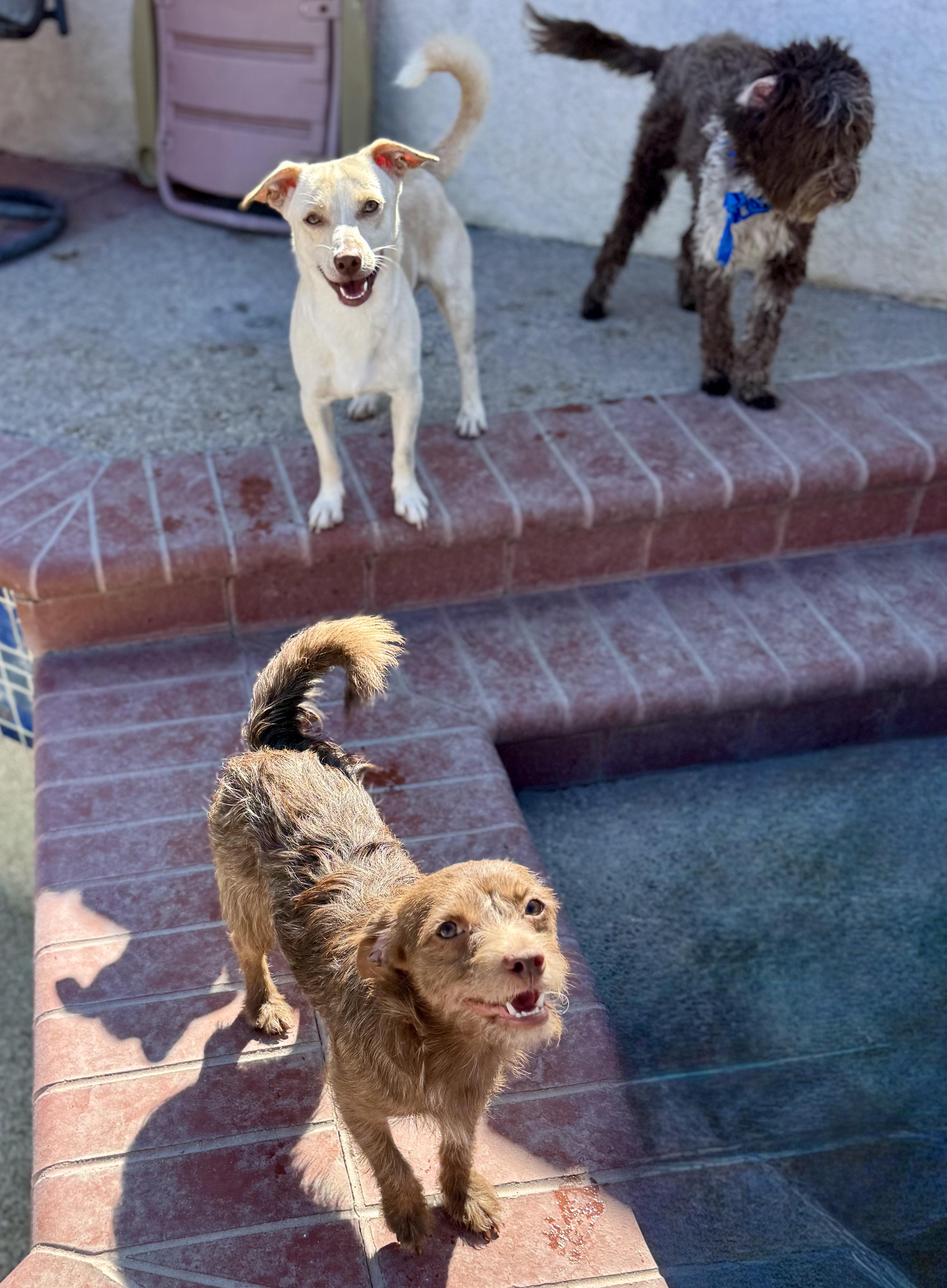 Enlarge ROLLO, a Adoptable Chiweenie in Woodland Hills, CA image 4/6