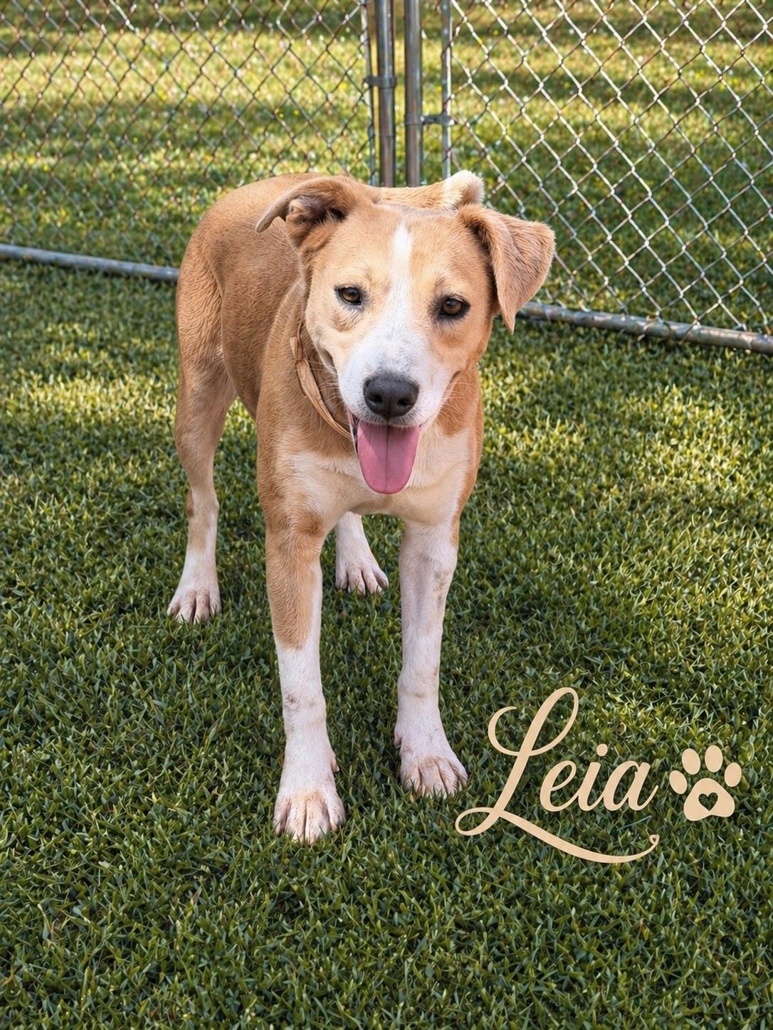 Enlarge Leia, a ADOPTABLE mixed breed in Sylacauga, AL image 1/1