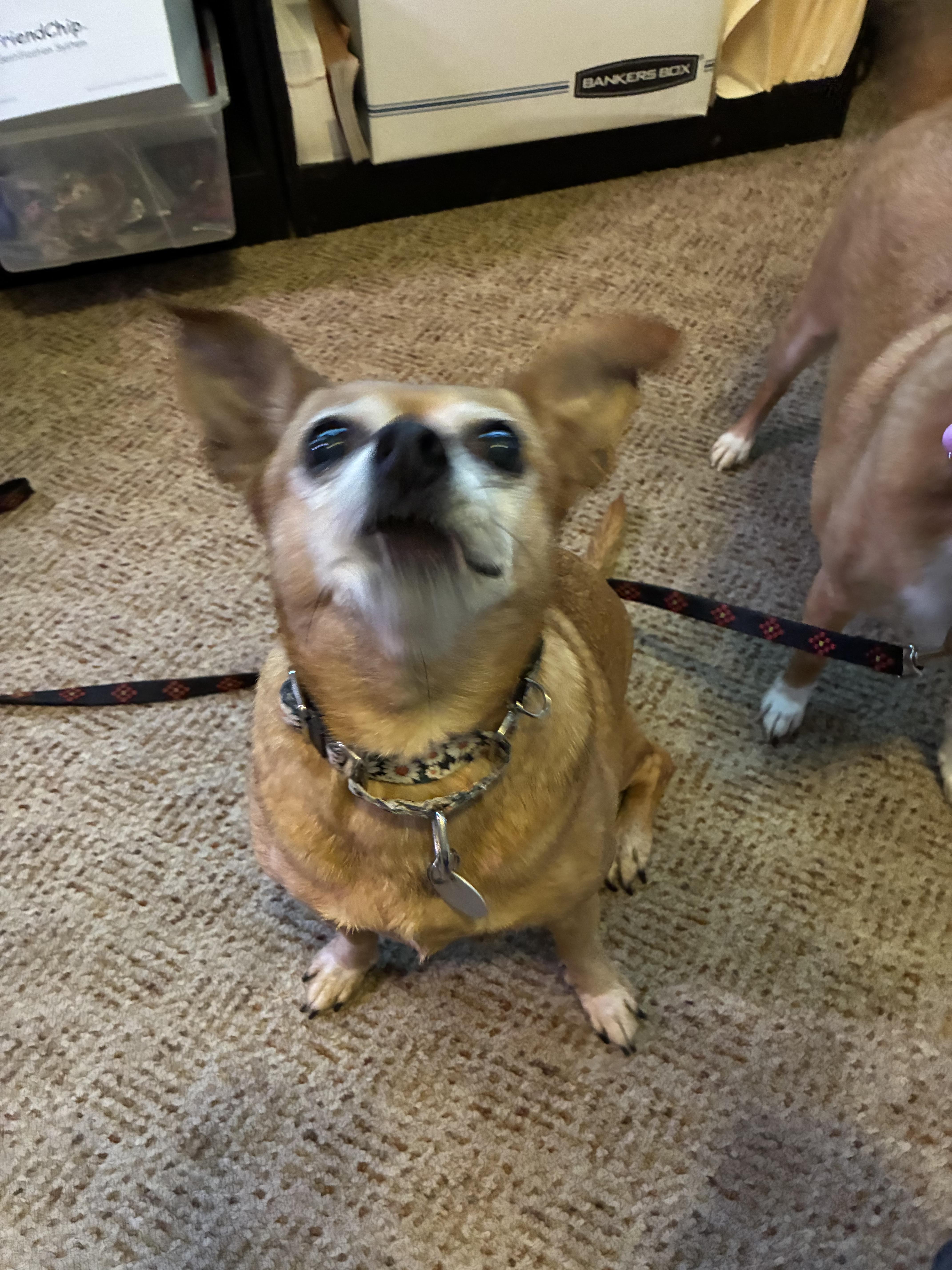 Enlarge Zena , a ADOPTABLE mixed breed in Saint Louis, MO image 2/3