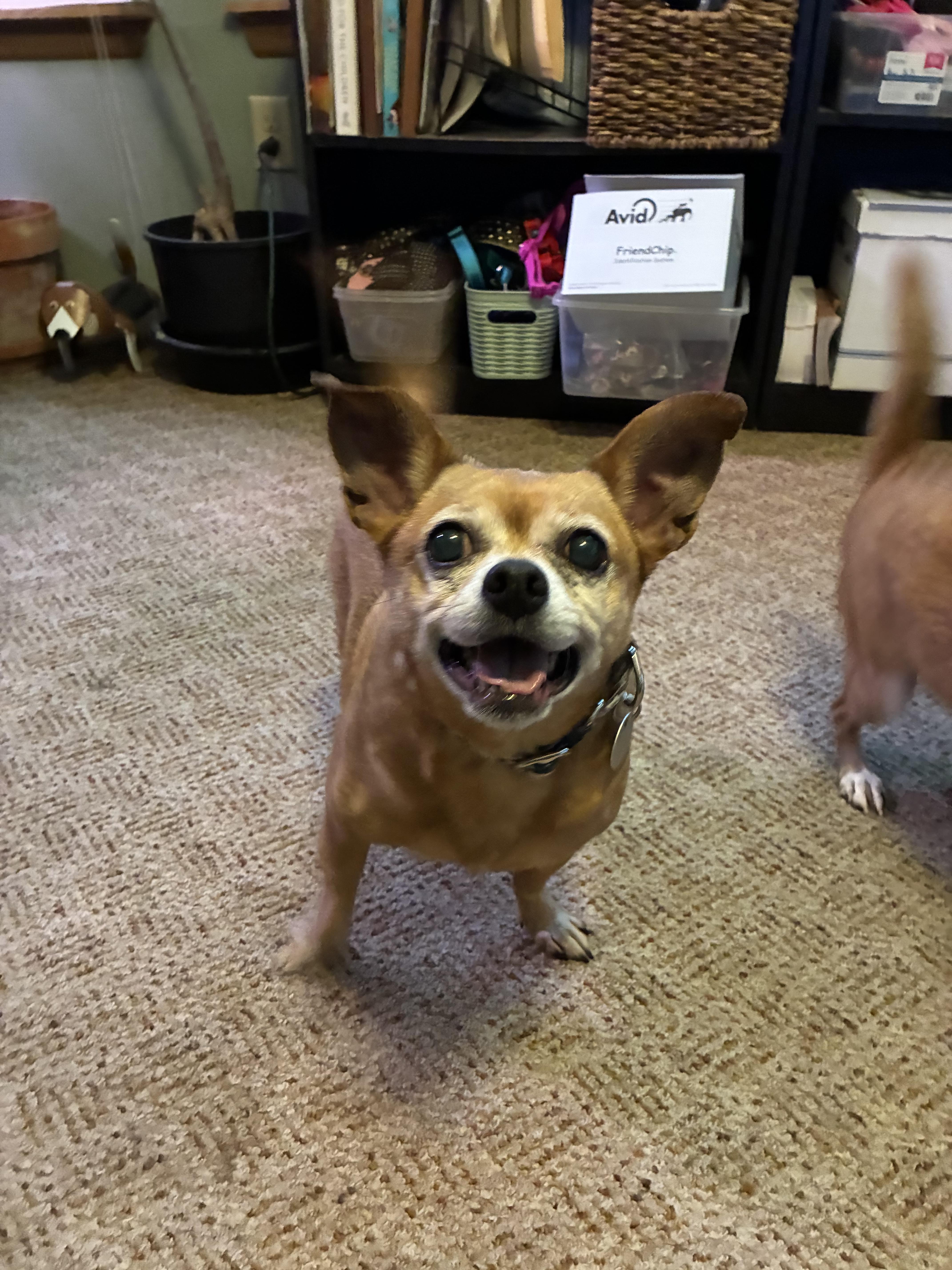 Zena , ADOPTABLE, Adult Female Chihuahua.