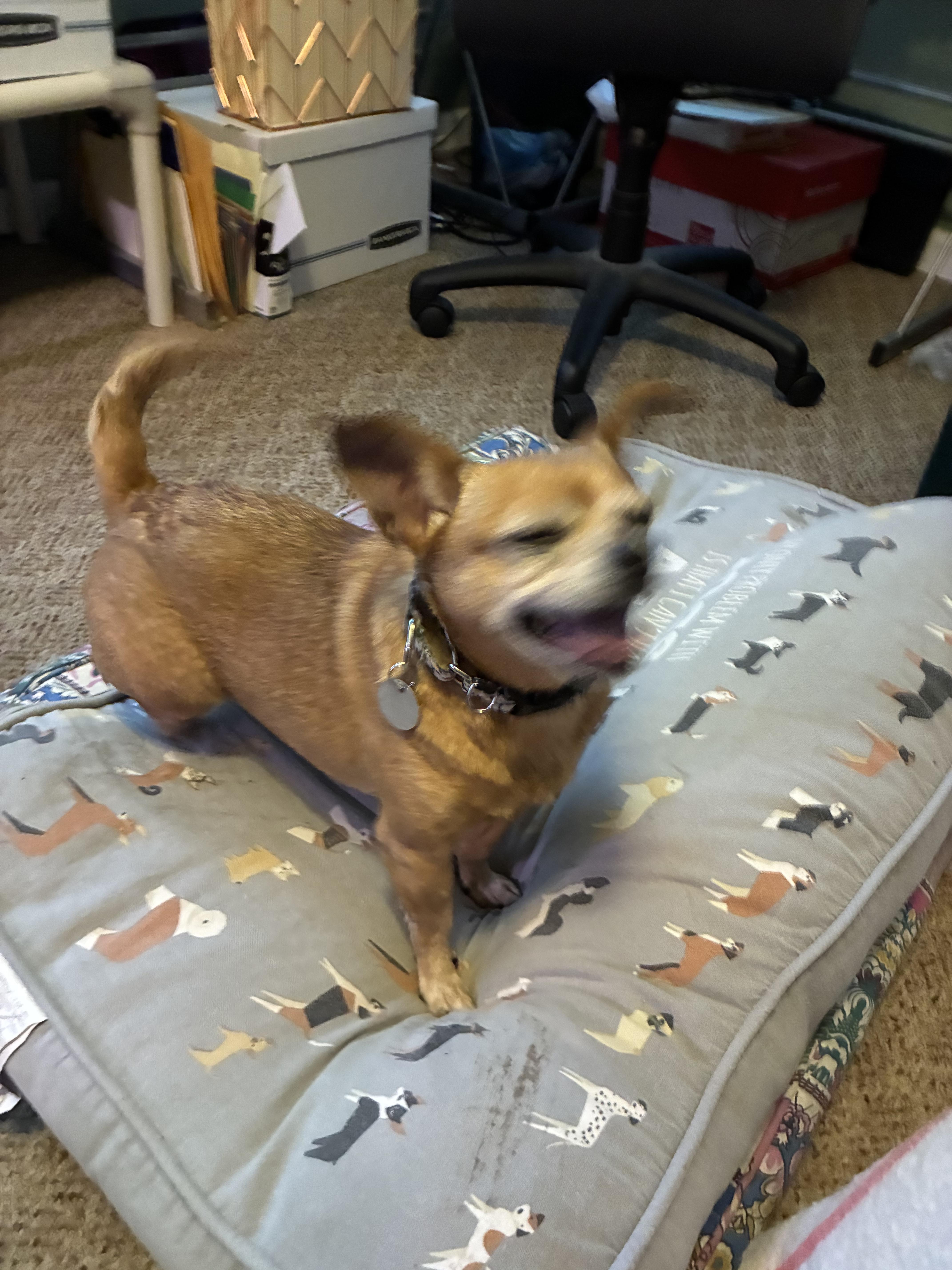 Enlarge Zena , a ADOPTABLE mixed breed in Saint Louis, MO image 3/3