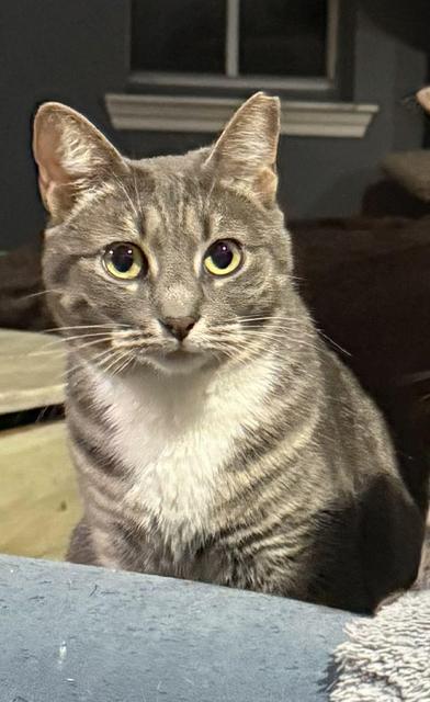 Maman, Adoptable, Young Female Tabby & Domestic Short Hair.