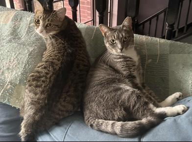 Enlarge Maman & Jolie, a Adoptable mixed breed in Liverpool, TX image 2/4