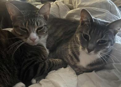 Enlarge Maman & Jolie, a Adoptable mixed breed in Liverpool, TX image 4/4