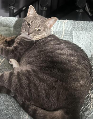 Enlarge Maman, a Adoptable mixed breed in Liverpool, TX image 3/3