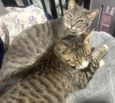 Enlarge Maman & Jolie, a Adoptable mixed breed in Liverpool, TX image 3/4