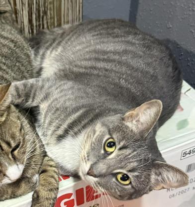 Enlarge Maman, a Adoptable mixed breed in Liverpool, TX image 2/3