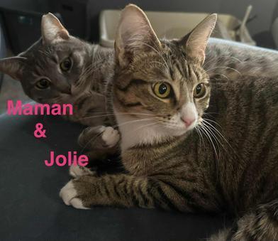 Enlarge Maman & Jolie, a Adoptable mixed breed in Liverpool, TX image 1/4