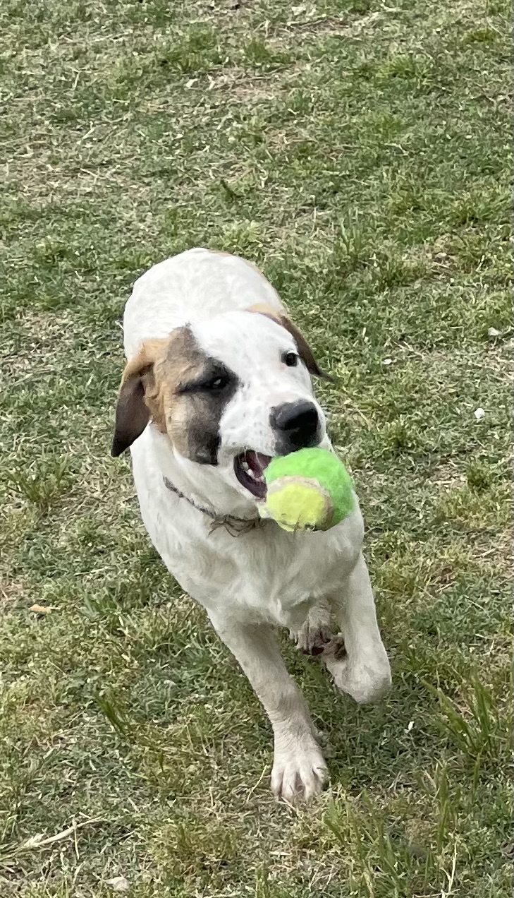 NATALIE, Baby Female Collie