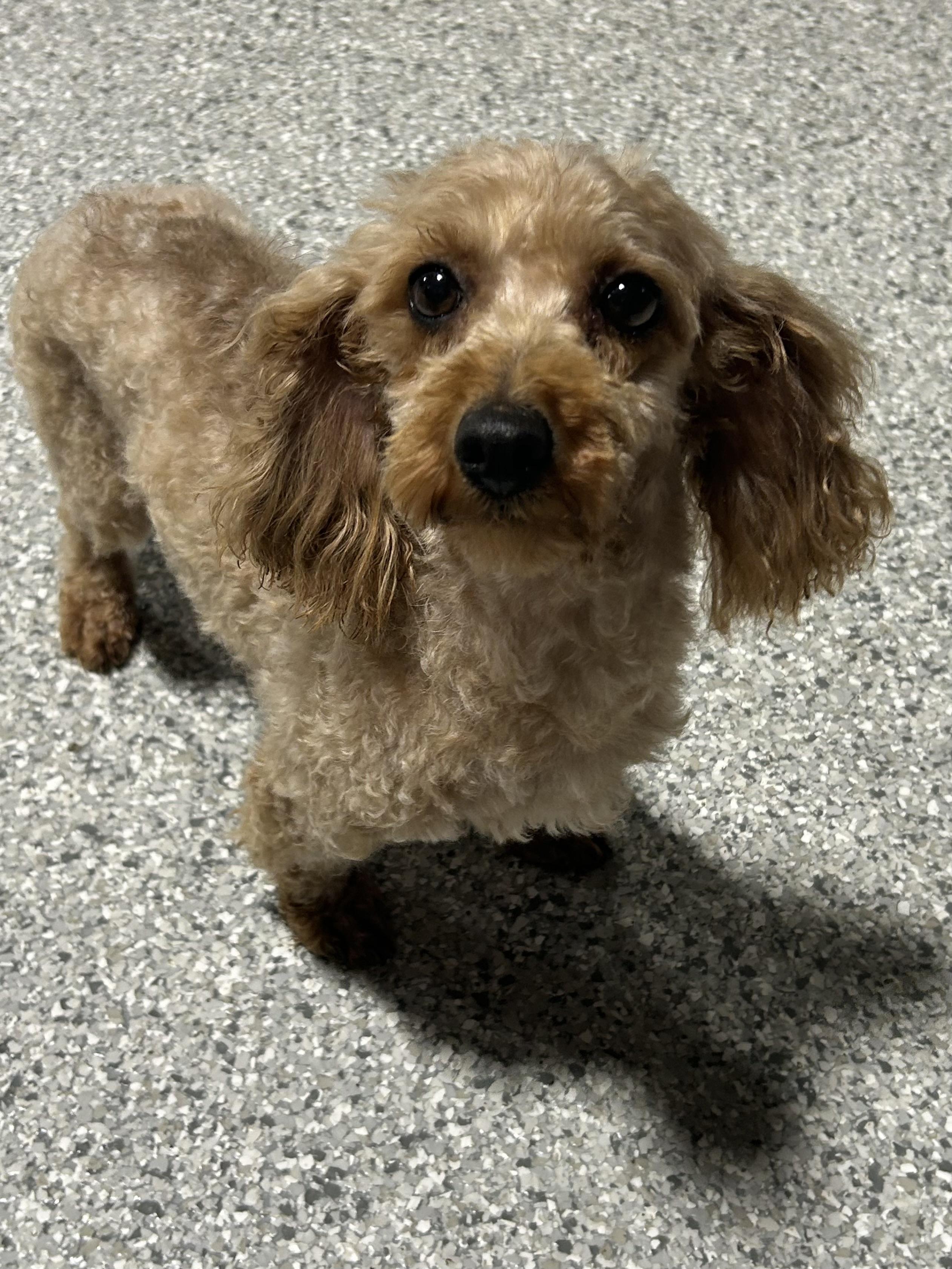 Enlarge Bailey 8.8 lbs, a Adoptable mixed breed in Maumee , OH image 2/6