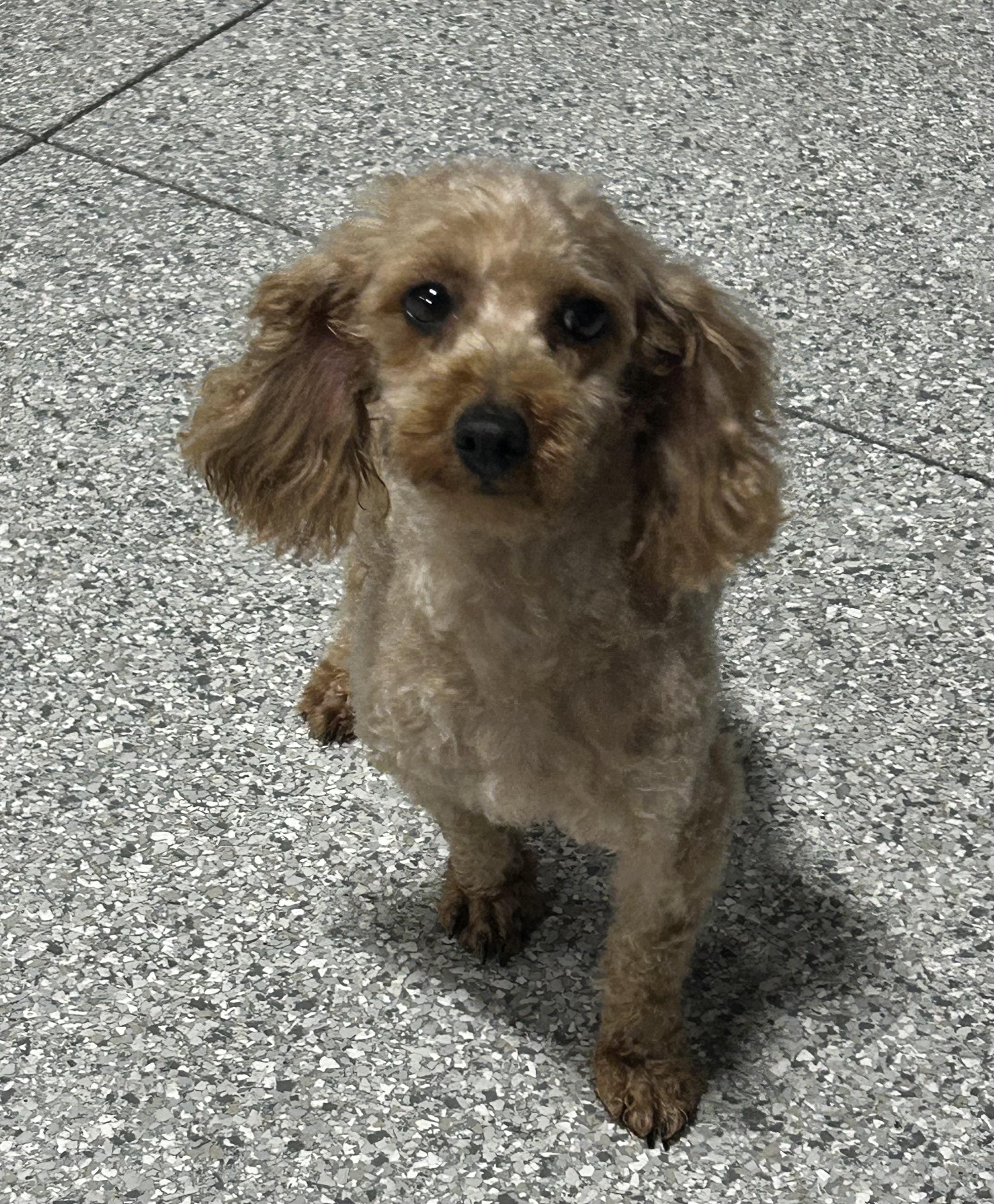 Enlarge Bailey 8.8 lbs, a Adoptable mixed breed in Maumee , OH image 3/6