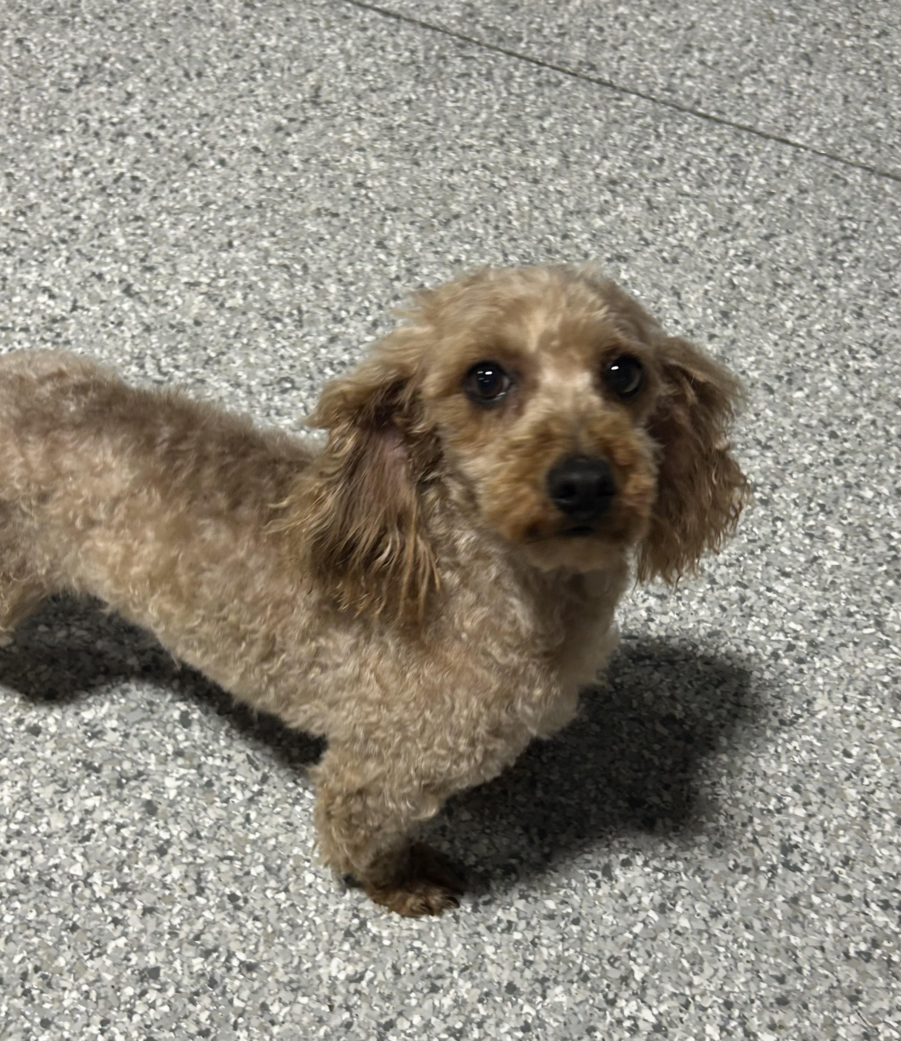 Enlarge Bailey 8.8 lbs, a Adoptable mixed breed in Maumee , OH image 4/6