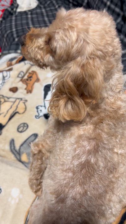 Enlarge Bailey 8.8 lbs, a Adoptable mixed breed in Maumee , OH video 6/6