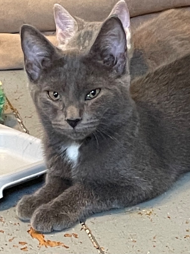 Hennessy, Adult Female Domestic Short Hair