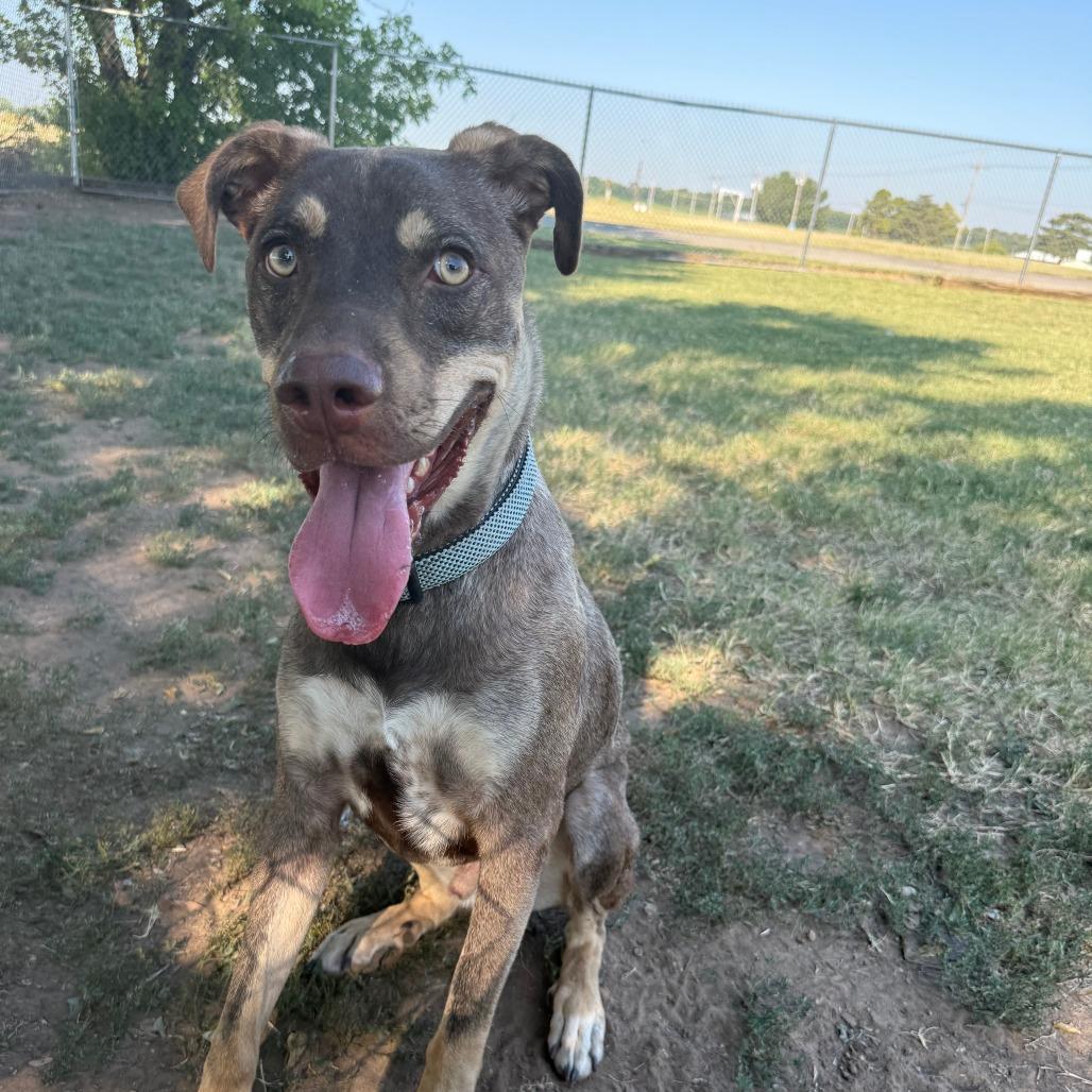 Enlarge Ripley, a Adoptable Mixed Breed in Ponca City, OK image 2/5