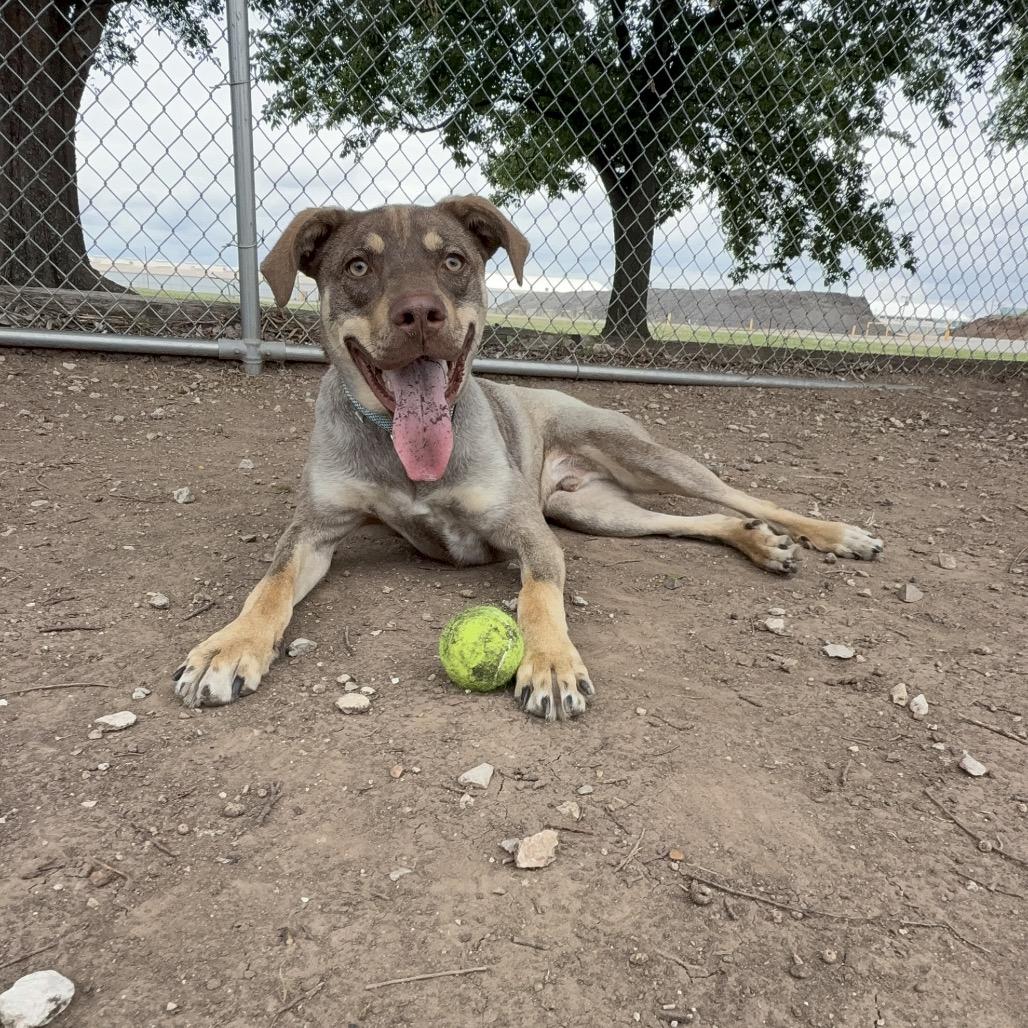 Ripley, a Adoptable Mixed Breed in Ponca City, OK image 2/6