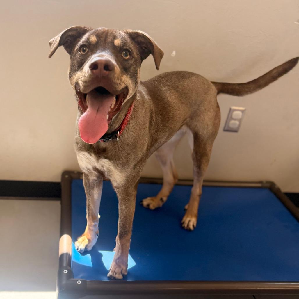 Ripley, a Adoptable Mixed Breed in Ponca City, OK image 4/6