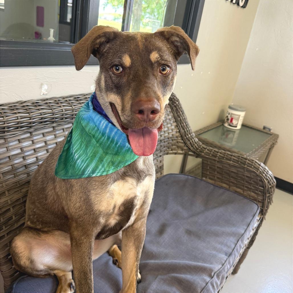 Enlarge Ripley, a Adoptable Mixed Breed in Ponca City, OK image 5/5