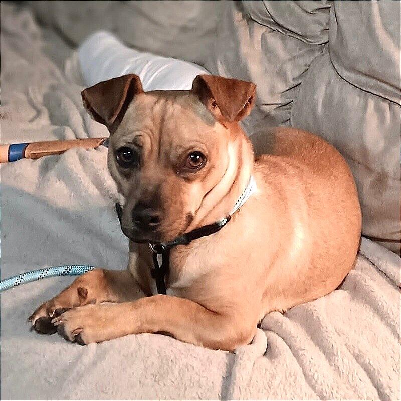 Kaila, Adoptable, Adult Female Terrier & Mixed Breed.