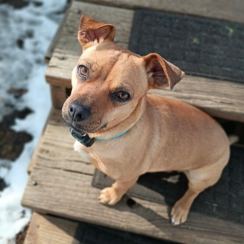 Enlarge Kaila, a Adoptable mixed breed in Alma, WI image 2/3