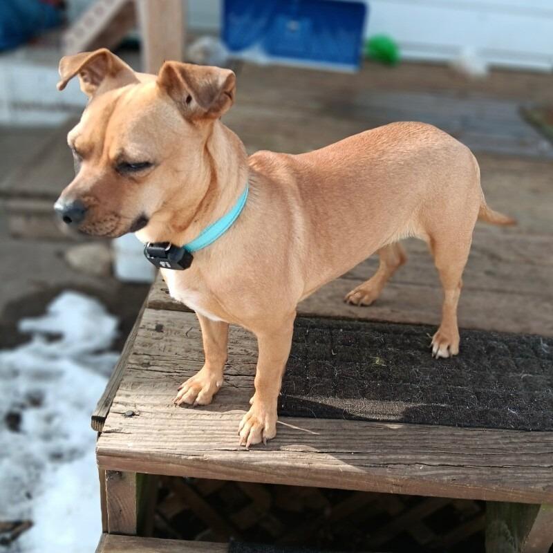 Enlarge Kaila, a Adoptable mixed breed in Alma, WI image 3/3